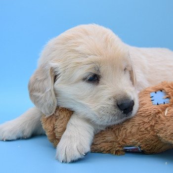 chiot Golden retriever Collier vert élevage du Fond de la Noye