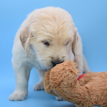 chiot Golden retriever Collier vert élevage du Fond de la Noye