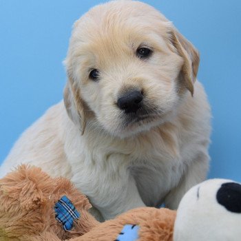 chiot Golden retriever Collier vert élevage du Fond de la Noye