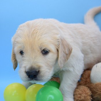 chiot Golden retriever Collier vert élevage du Fond de la Noye