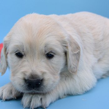 chiot Golden retriever Collier vert élevage du Fond de la Noye chiot Golden retriever Collier vert élevage du Fond de la Noye