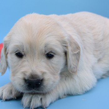 chiot Golden retriever Collier vert élevage du Fond de la Noye