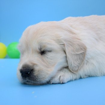 chiot Golden retriever Collier vert élevage du Fond de la Noye