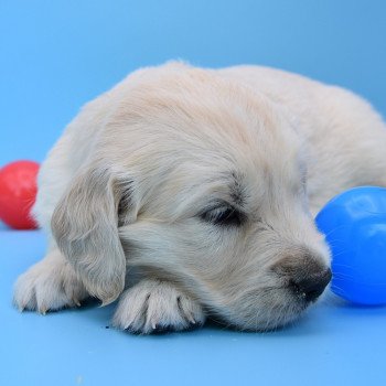 chiot Golden retriever Collier vert élevage du Fond de la Noye