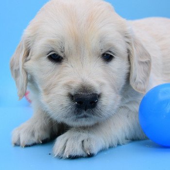 chiot Golden retriever Collier vert élevage du Fond de la Noye