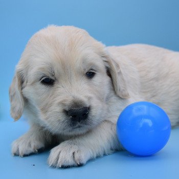 chiot Golden retriever Collier vert élevage du Fond de la Noye