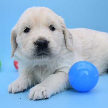 chiot Golden retriever Collier vert élevage du Fond de la Noye