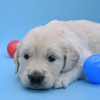 chiot Golden retriever Collier vert élevage du Fond de la Noye