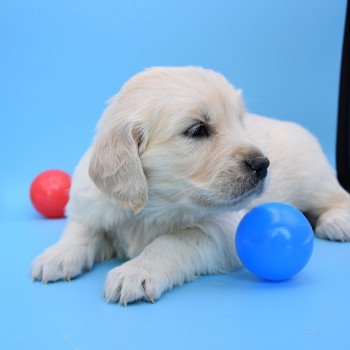 chiot Golden retriever Collier vert élevage du Fond de la Noye