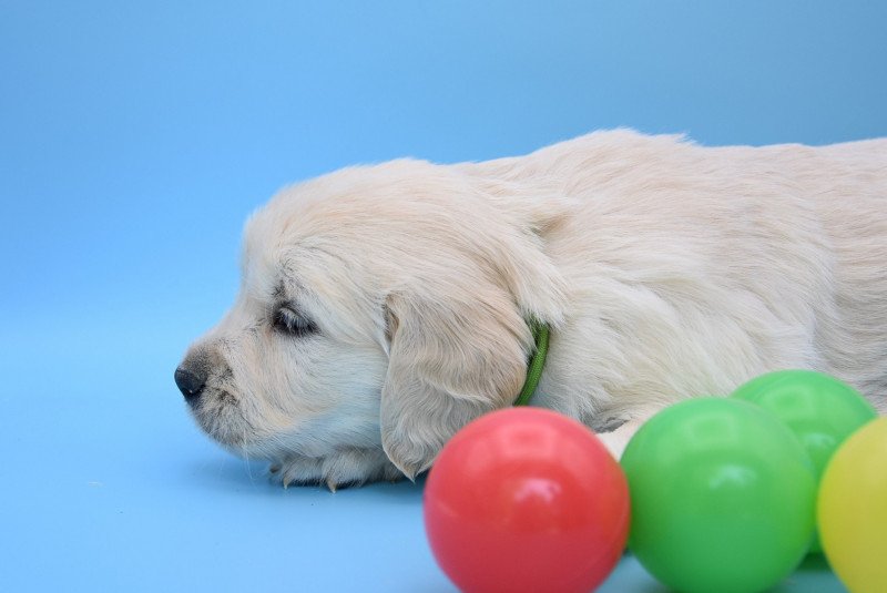 Roxane du Fond de la Noye Femelle Golden retriever