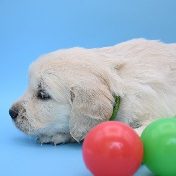 chiot Golden retriever Collier vert élevage du Fond de la Noye