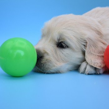 chiot Golden retriever Collier vert élevage du Fond de la Noye