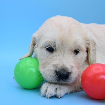 chiot Golden retriever Collier vert élevage du Fond de la Noye