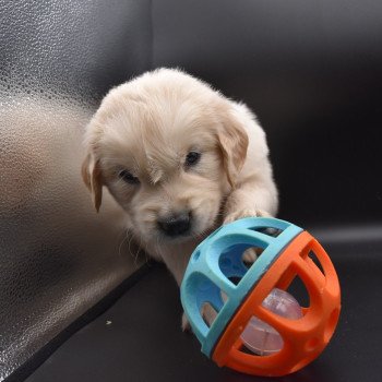 chiot Golden retriever sable Collier vert élevage du Fond de la Noye