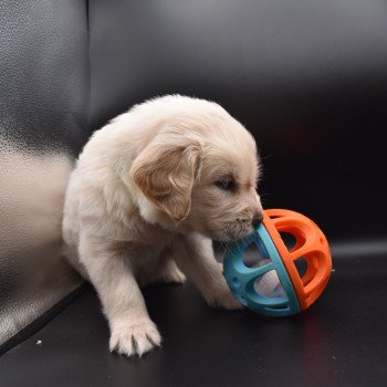 chiot Golden retriever sable Collier vert élevage du Fond de la Noye