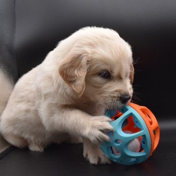 chiot Golden retriever sable Collier vert élevage du Fond de la Noye