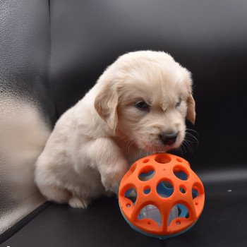 chiot Golden retriever sable Collier vert élevage du Fond de la Noye