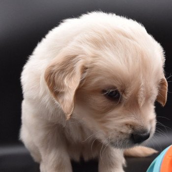 chiot Golden retriever sable Collier vert élevage du Fond de la Noye