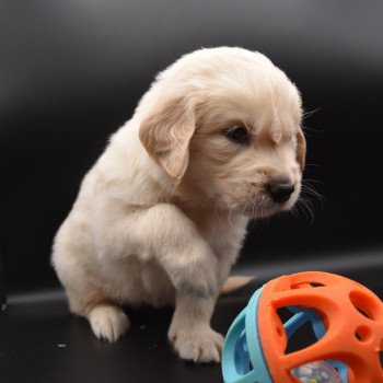 chiot Golden retriever sable Collier vert élevage du Fond de la Noye