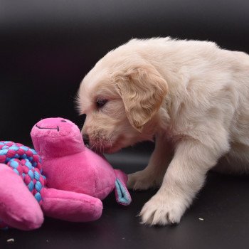 chiot Golden retriever sable Collier vert élevage du Fond de la Noye