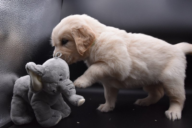 R'Vegas du Fond de la Noye Femelle Golden retriever R'Vegas du Fond de la Noye Femelle Golden retriever