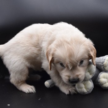 chiot Golden retriever sable Collier vert élevage du Fond de la Noye