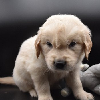 chiot Golden retriever sable Collier vert élevage du Fond de la Noye