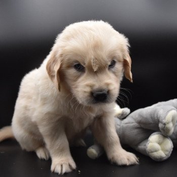 chiot Golden retriever sable Collier vert élevage du Fond de la Noye