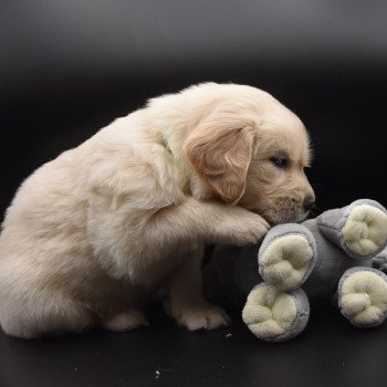 chiot Golden retriever sable Collier vert élevage du Fond de la Noye