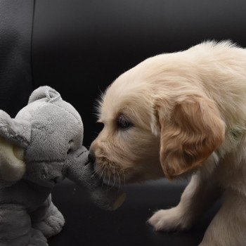 chiot Golden retriever sable Collier vert élevage du Fond de la Noye