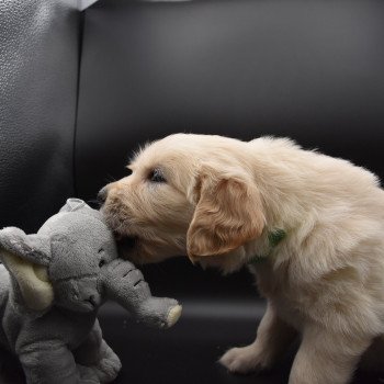 chiot Golden retriever sable Collier vert élevage du Fond de la Noye