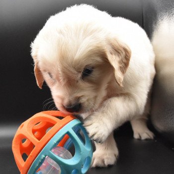 chiot Golden retriever sable Collier vert élevage du Fond de la Noye