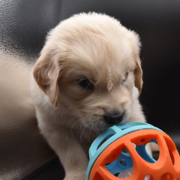 chiot Golden retriever sable Collier vert élevage du Fond de la Noye chiot Golden retriever sable Collier vert élevage du Fond de la Noye