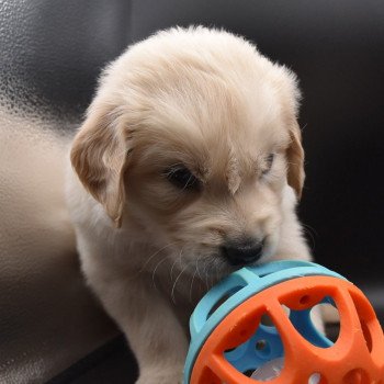 chiot Golden retriever sable Collier vert élevage du Fond de la Noye