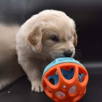 chiot Golden retriever sable Collier vert élevage du Fond de la Noye