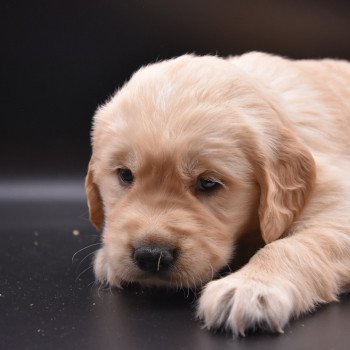 chiot Golden retriever Collier vert clair élevage du Fond de la Noye