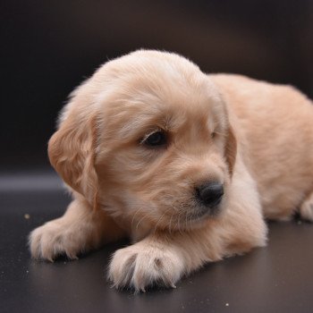 chiot Golden retriever Collier vert clair élevage du Fond de la Noye chiot Golden retriever Collier vert clair élevage du Fond de la Noye
