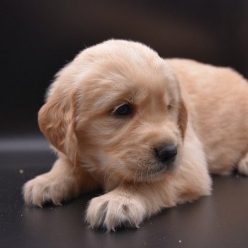 chiot Golden retriever Collier vert clair élevage du Fond de la Noye