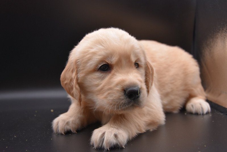 R'Matcha du Fond de la Noye Femelle Golden retriever R'Matcha du Fond de la Noye Femelle Golden retriever