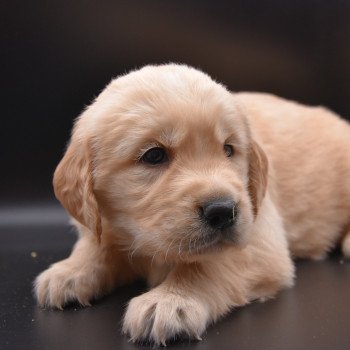 chiot Golden retriever Collier vert clair élevage du Fond de la Noye