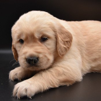 chiot Golden retriever Collier vert clair élevage du Fond de la Noye chiot Golden retriever Collier vert clair élevage du Fond de la Noye
