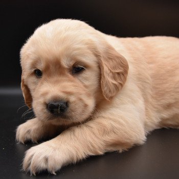 chiot Golden retriever Collier vert clair élevage du Fond de la Noye