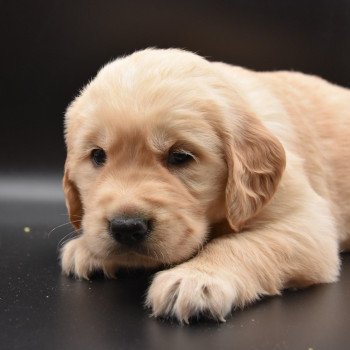 chiot Golden retriever Collier vert clair élevage du Fond de la Noye