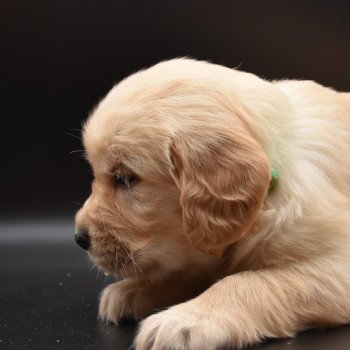 chiot Golden retriever Collier vert clair élevage du Fond de la Noye