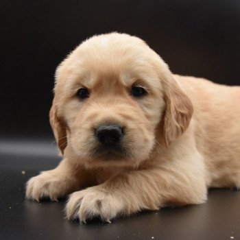 chiot Golden retriever Collier vert clair élevage du Fond de la Noye