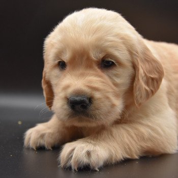 chiot Golden retriever Collier vert clair élevage du Fond de la Noye