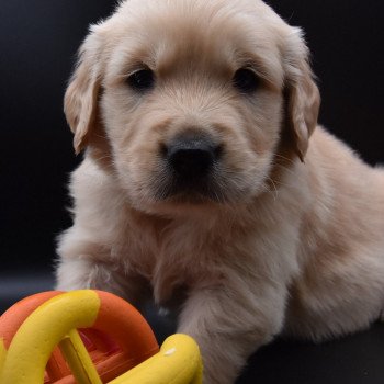 chiot Golden retriever sable Collier vert fluo élevage du Fond de la Noye