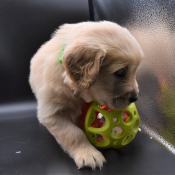 chiot Golden retriever sable Collier vert fluo élevage du Fond de la Noye