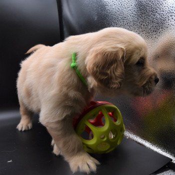 chiot Golden retriever sable Collier vert fluo élevage du Fond de la Noye