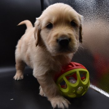 chiot Golden retriever sable Collier vert fluo élevage du Fond de la Noye